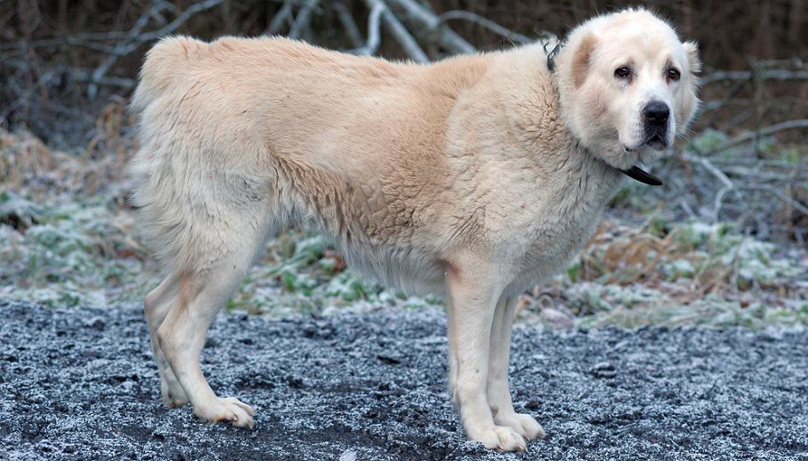 Anatolian Shepherd Growth