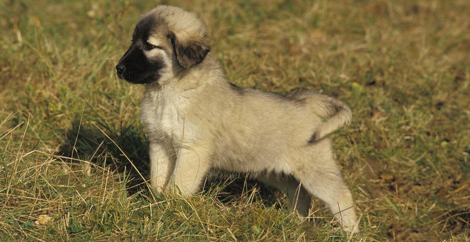 Anatolian Shepherd Puppy