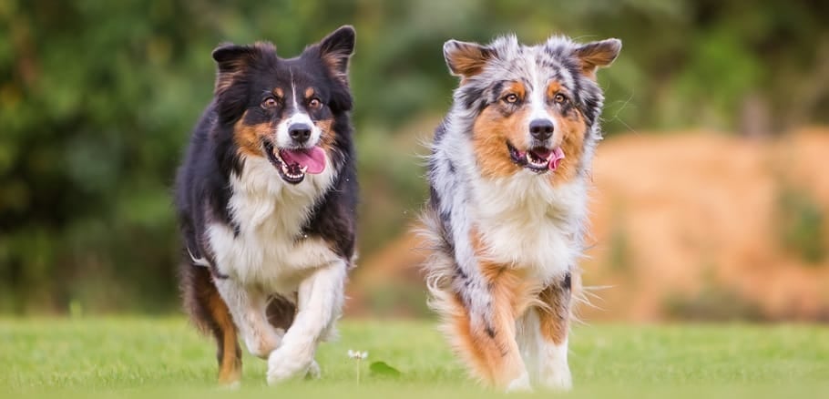 Australian Shepherd Growth Factors