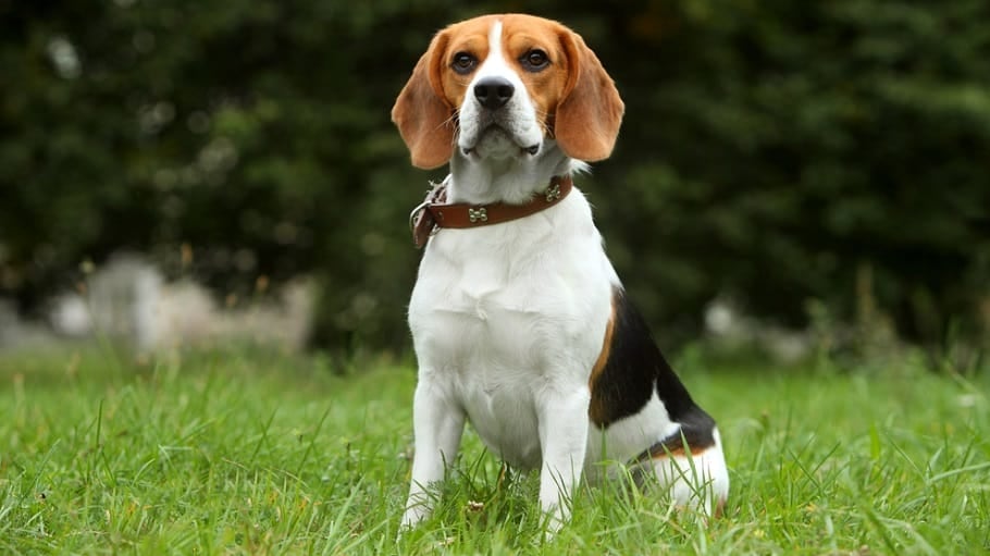 măsurarea greutății Beagle