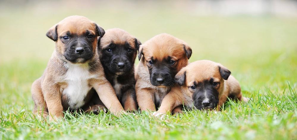 Malinois Puppy Feeding