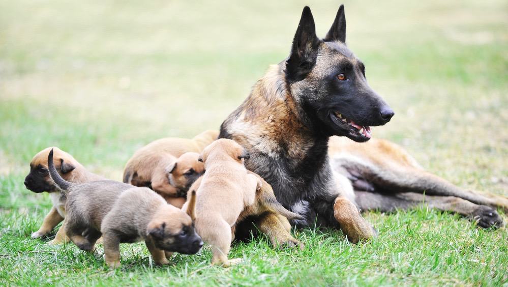 Best diet for belgian cheap malinois