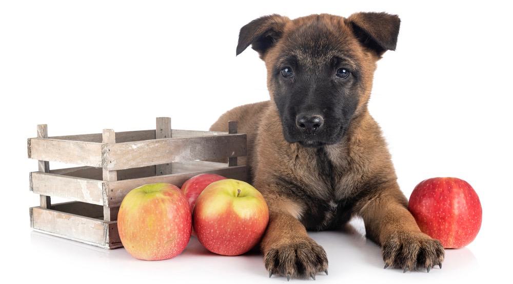 Belgian Malinois Puppy Feeding Schedule