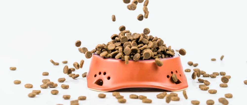 Best Dog Food For Rhodesian Ridgeback