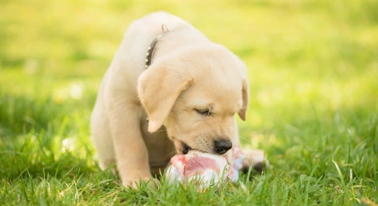 Best Food For Lab Puppy (2021)
