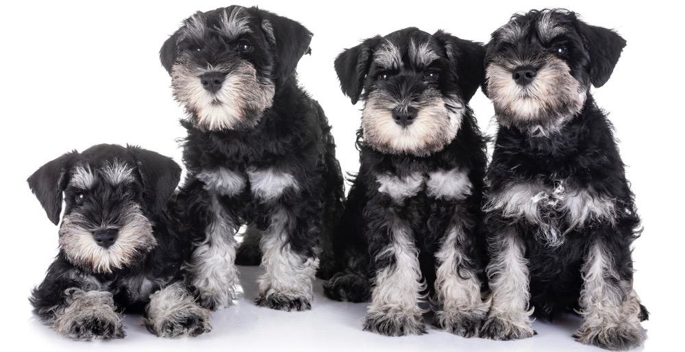 how much to feed 8 week old miniature schnauzer