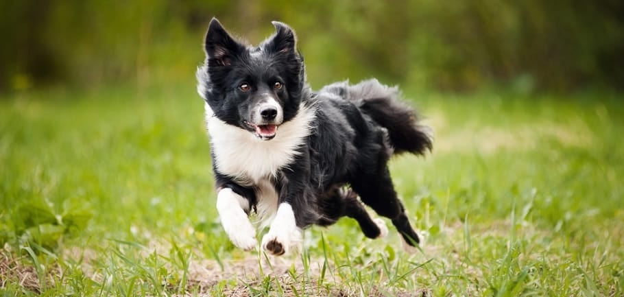 Border Collie Full Grown