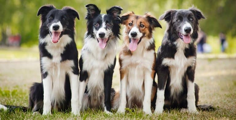 Border Collie Growth Chart | Border Collie Weight & Size Chart