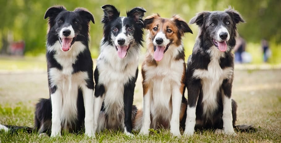 what is the ideal weight for a female border collie