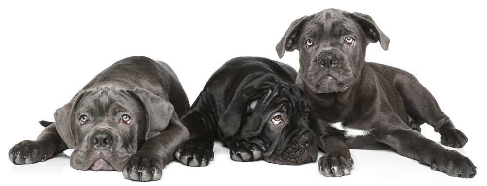 how much raw food to feed cane corso