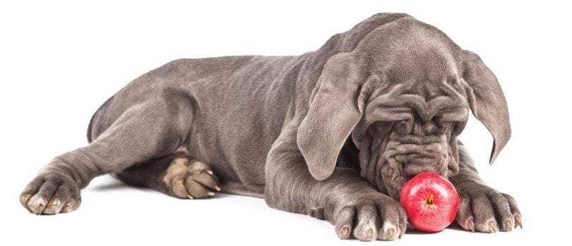 How Much To Feed A Cane Corso Puppy Feeding Chart
