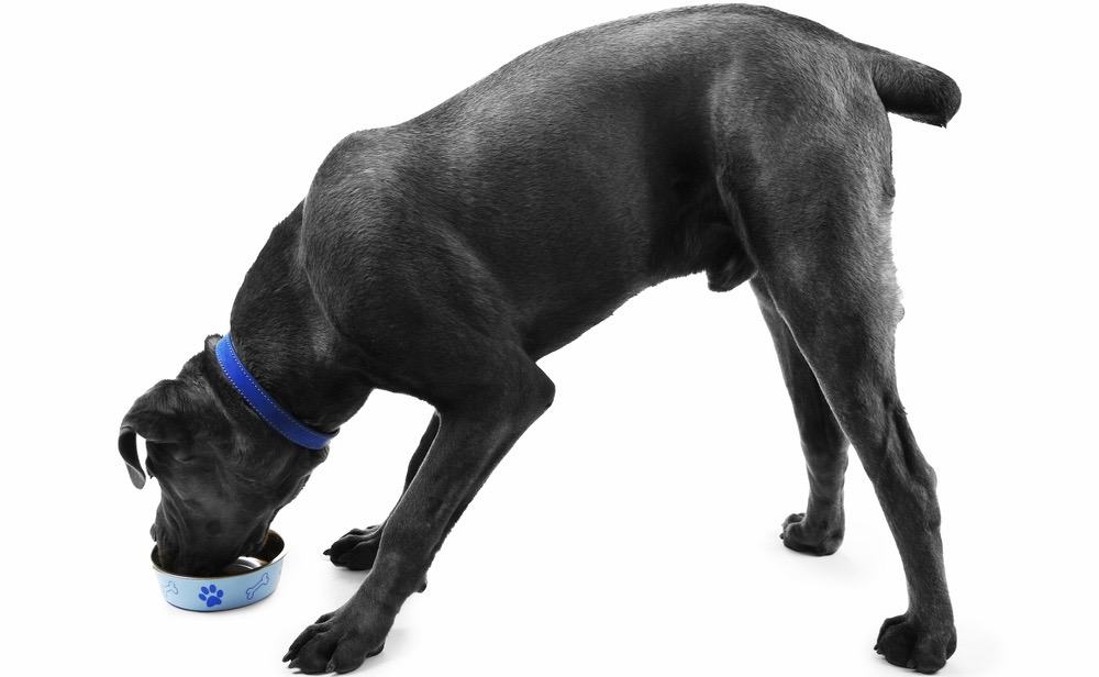 Cane Corso Feeding Schedule