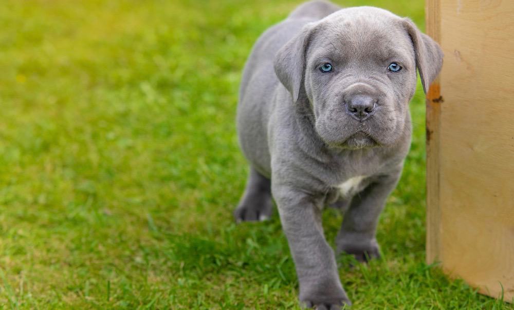 Cane Corso Puppy Food