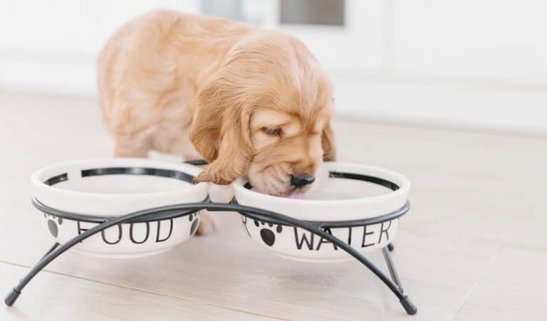 How Much To Feed A Cocker Spaniel Puppy? 4 Week – 6 Week – 8 Week Old Cocker Spaniel Puppies