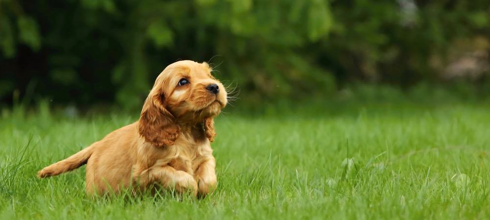 Cocker Spaniel Puppy Feeding Chart