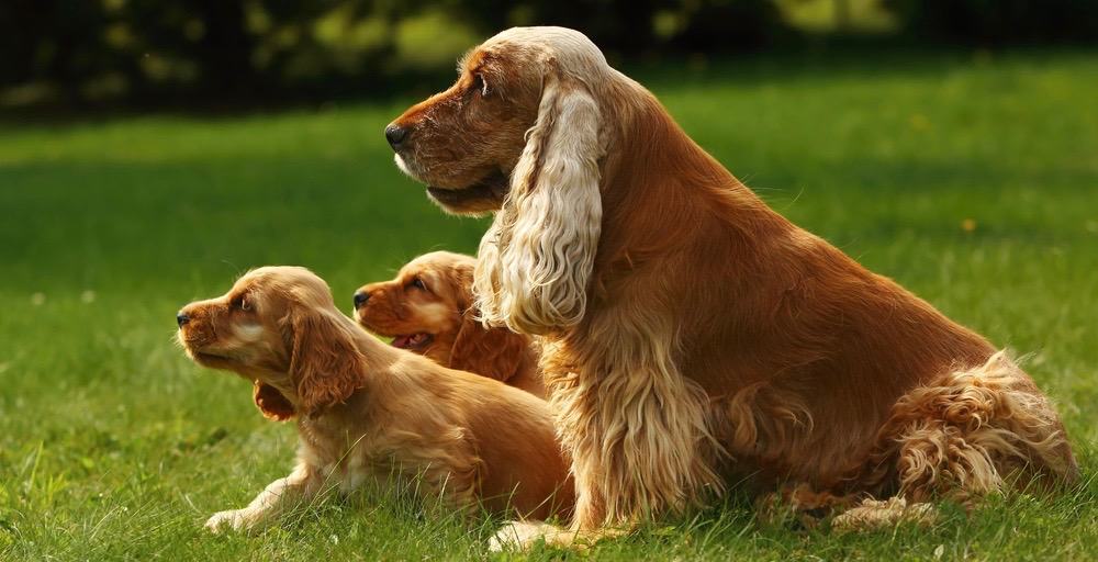 Cocker Spaniel Feeding Schedule