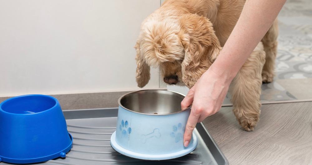 Cocker Spaniel Puppy Food