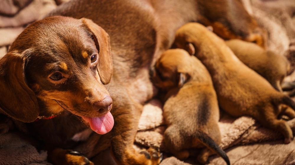 Dachshund Pregnancy Stages & Signs Week By Week