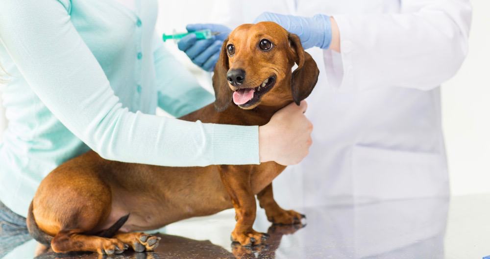 Dachshund Health During Pregnancy