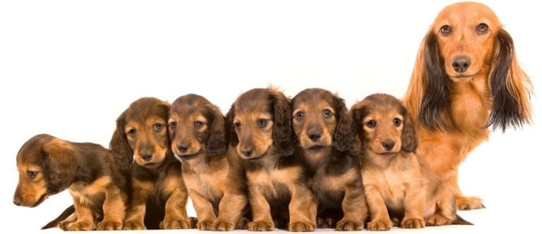 Dachshund Pregnancy Stages & Signs 