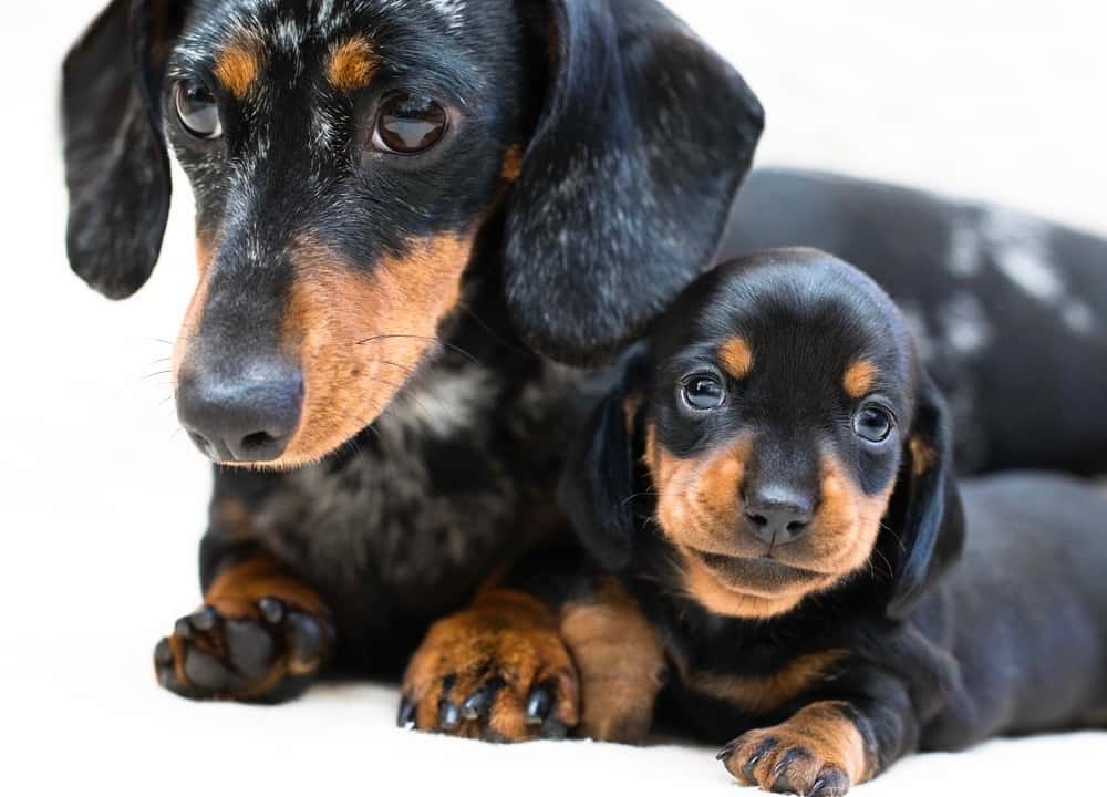 Dachshund Pregnancy 