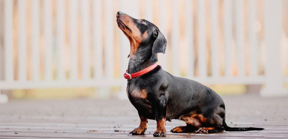 Dachshund Pregnant