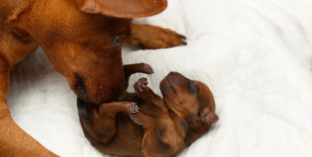 Dachshunds Pregnancy