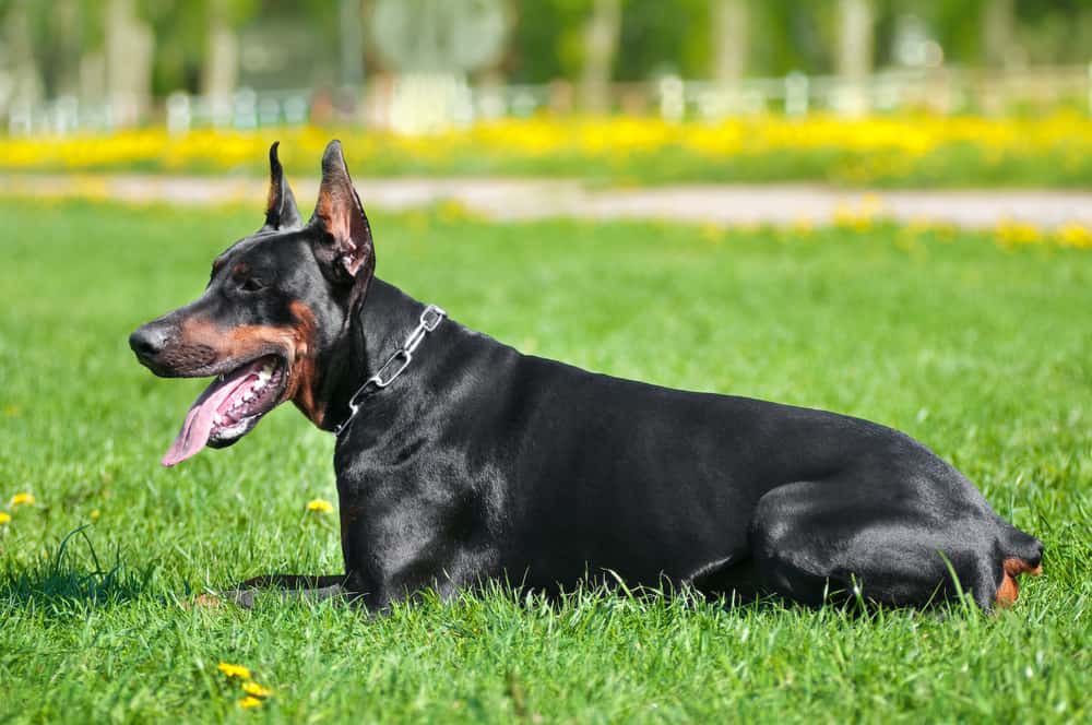 how big does a female doberman get