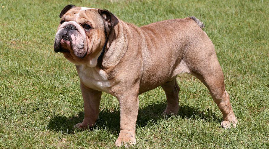 English Bulldog Full Grown