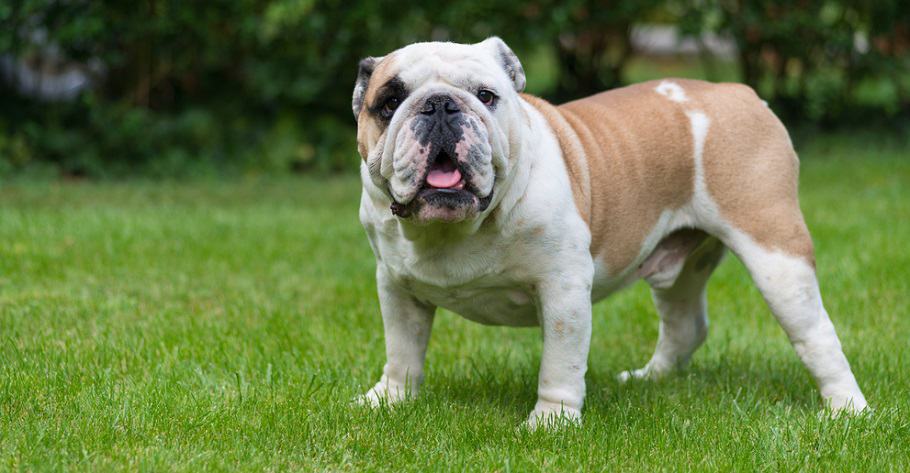 how much should a english bulldog weight at 5 months