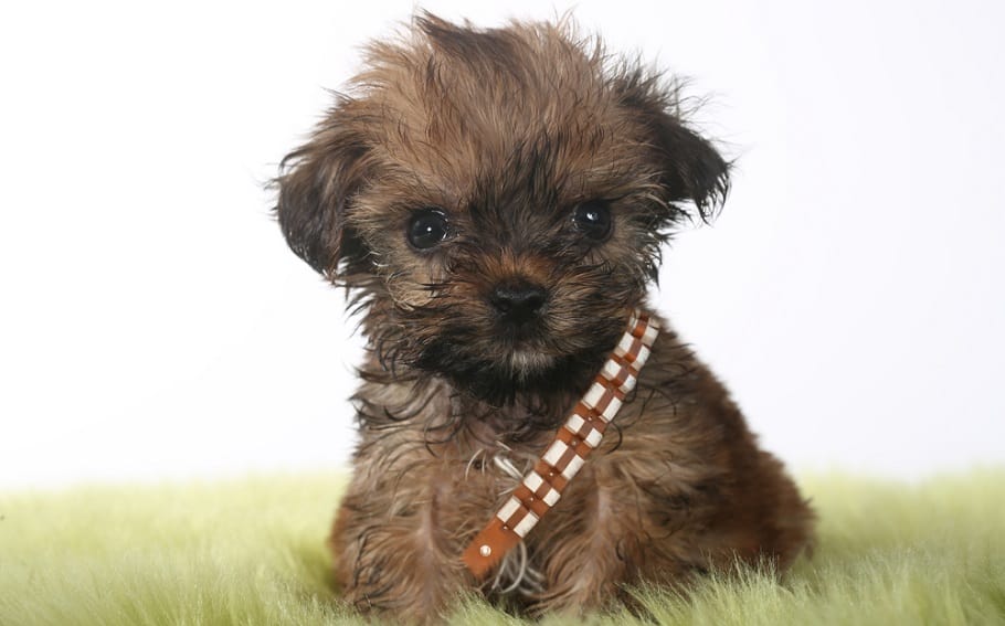 Feeding Teacup Yorkie