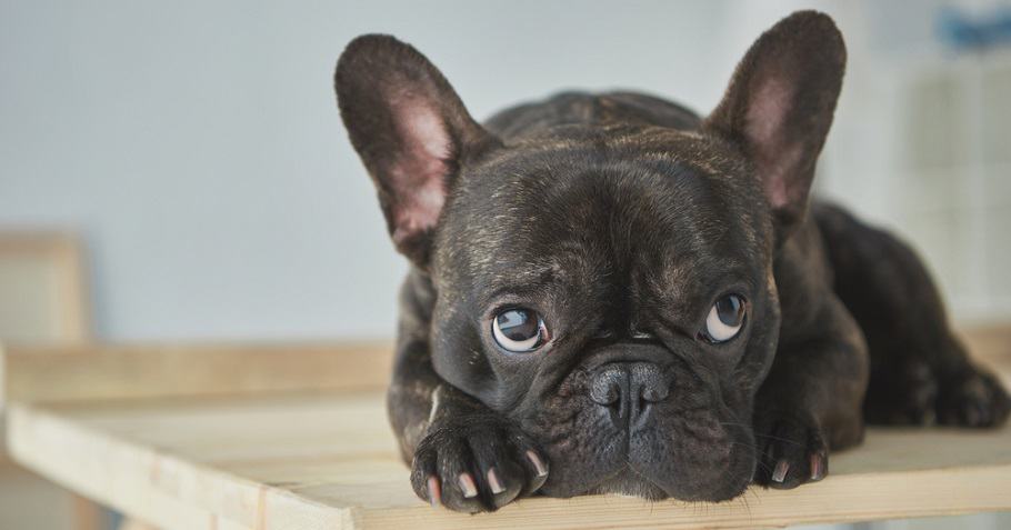 How Much To Feed A French Bulldog Puppy Feeding Chart