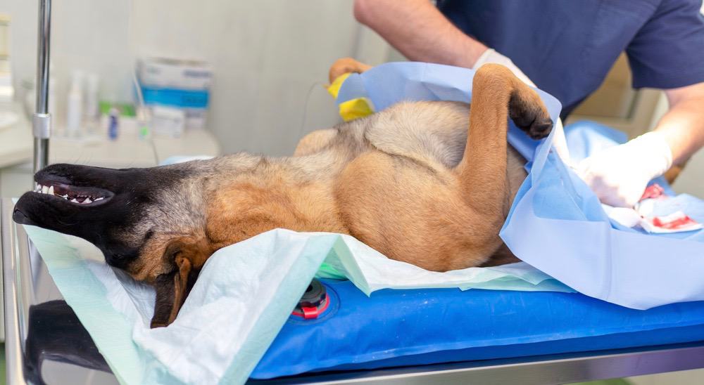 German Shepherd C Section