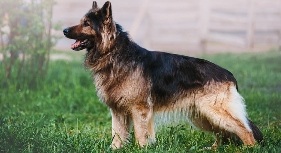 how big do female german shepherds weigh