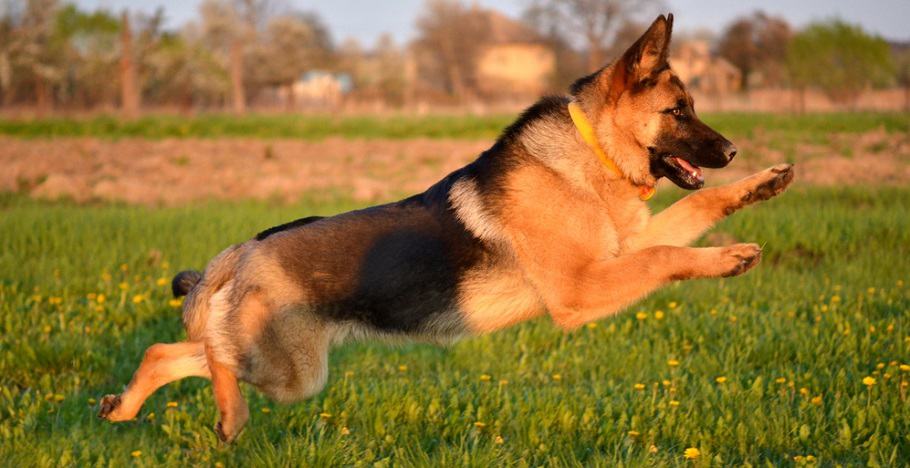 how big do female german shepherds weigh