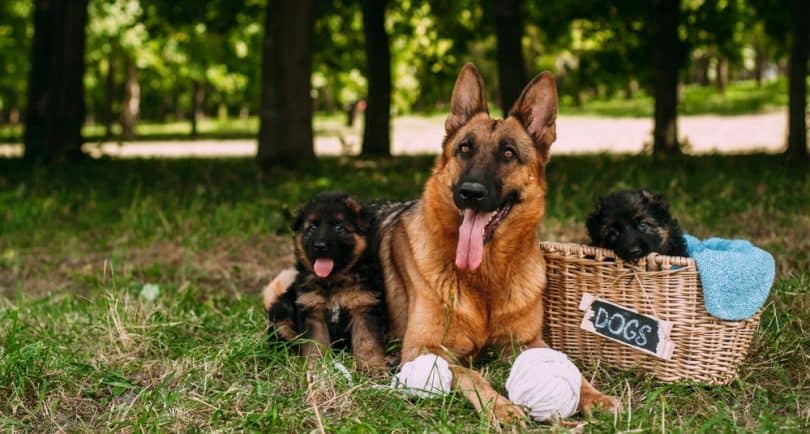 German Shepherd Pregnancy Stages Signs Week By Week