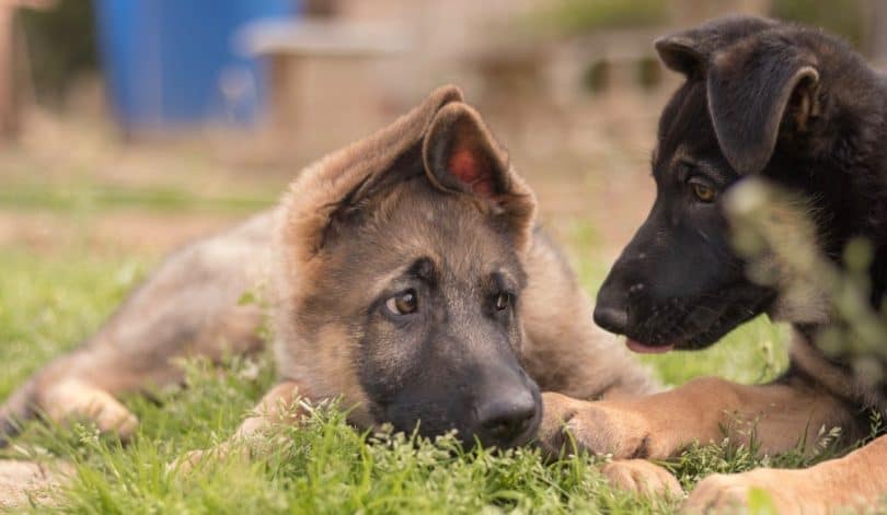 German Shepherd Pregnancy Stages Signs Week By Week German Shepherd Pregnancy Stages Signs Week By Week