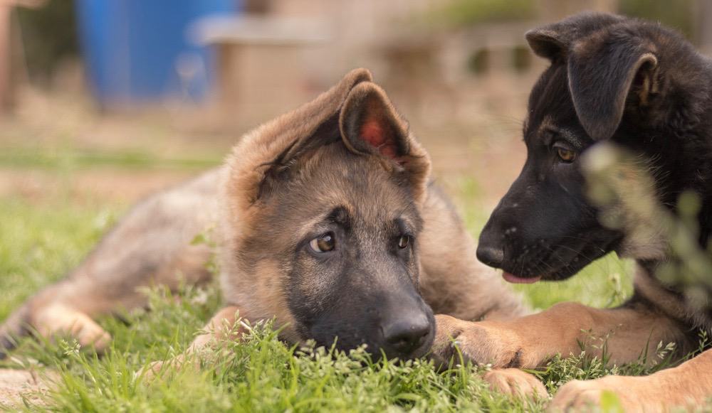 how long does it take for a german shepherd to deliver puppies