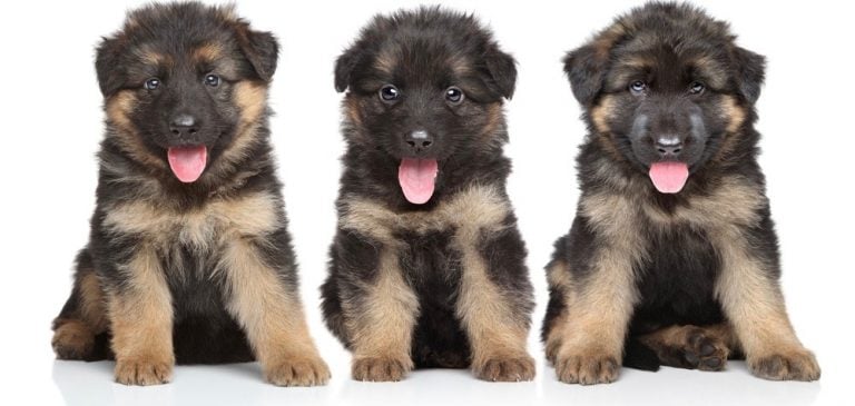 german-shepherd-pregnancy-stages-signs-week-by-week