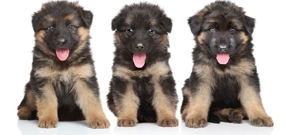 German Shepherd Pregnancy Stages