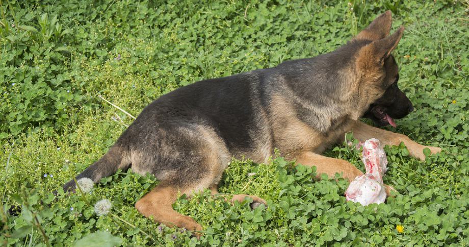 German Shepherd Puppy Eating Raw Food