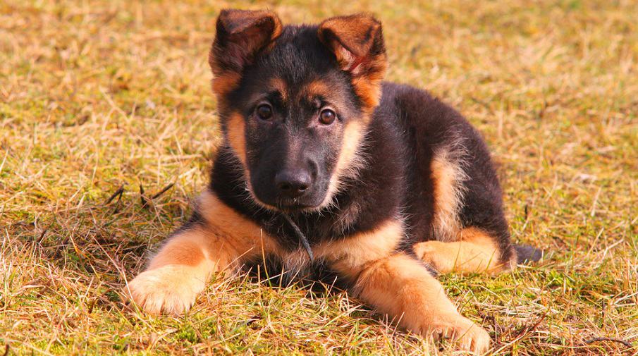 German Shepherd Puppy Nutritional Needs