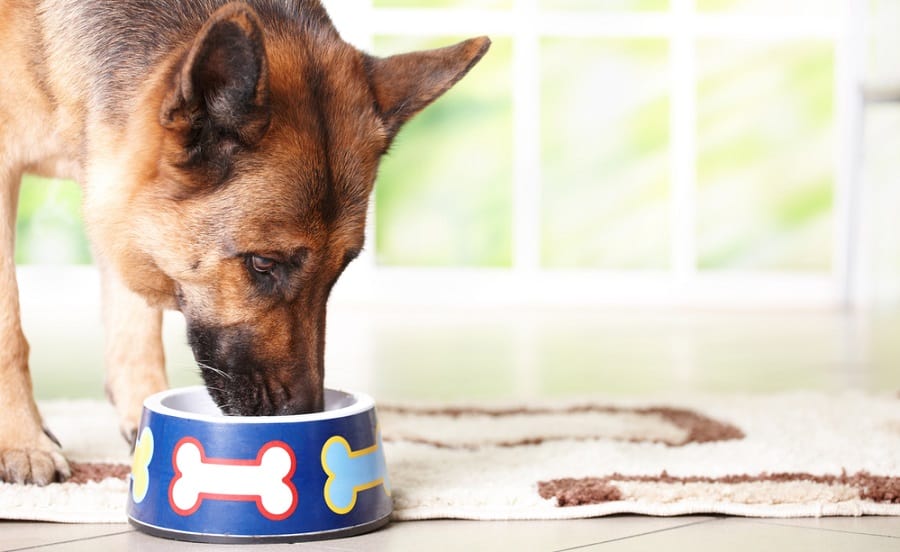 German Shepherd Puppy Switching Food