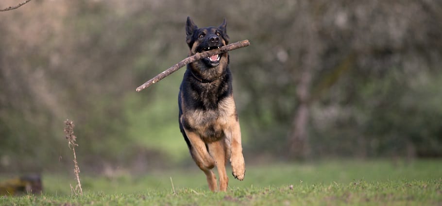 How Big Should My German Shepherd Be