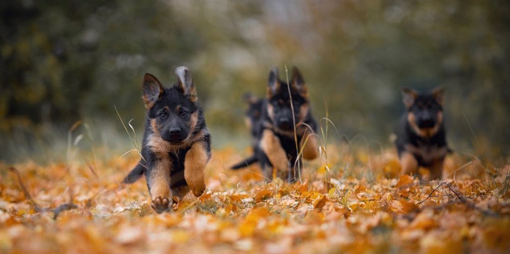 German Shepherds Pregnancy