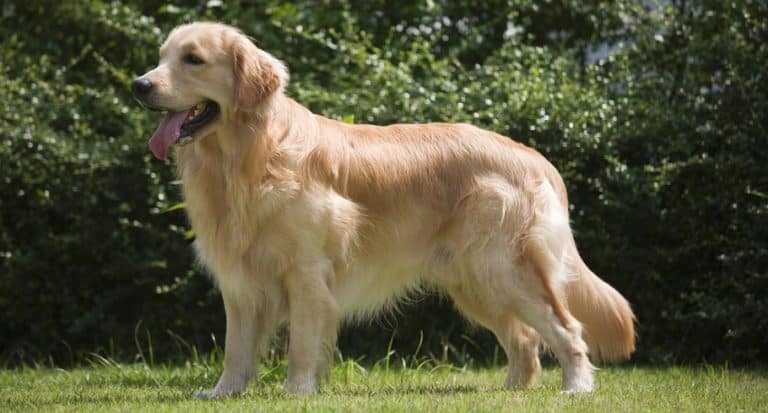 Golden Retriever Growth Chart | Weight Chart & Size Chart