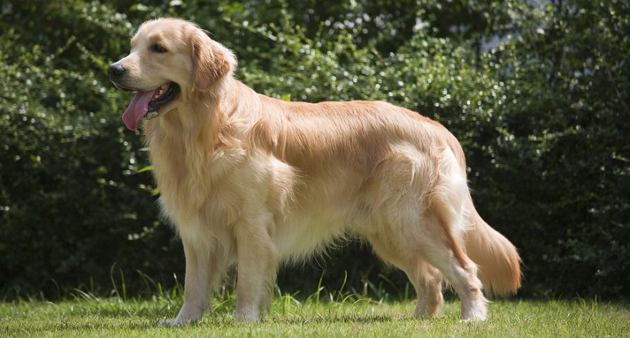 how much should a 6 month old male golden retriever weigh