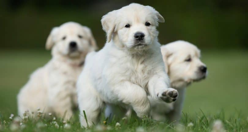 How Much To Feed Golden Retriever Puppy | Feeding Chart