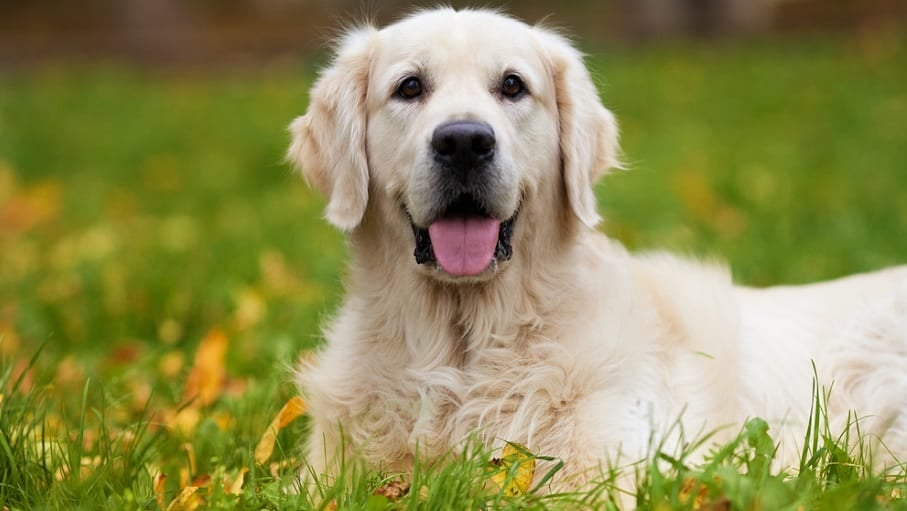 Golden Retriever Puppy Nutritional Needs