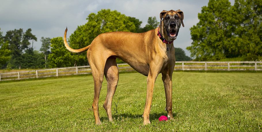 Great Dane Growth